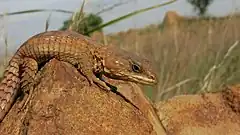 Description de l'image Transvaal Girdled Lizard, Klipriviersberg, Johannesburg, South Africa.JPG.