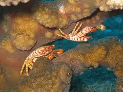 Des crabes trapèzes (Trapezia flavopunctata) dans leur Pocillopora