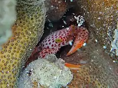Crabe trapèze (Trapezia rufopunctata)
