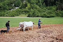 Travail des champs avec des vaches lourdaises dans les Pyrénées, années 1970