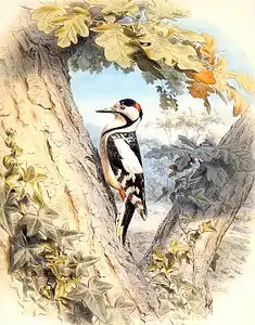 L'Épeiche ou le Pic varié (Picus major), dans Les oiseaux les plus remarquables…, de Buffon.