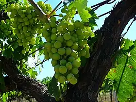 Trebbiano di Soave