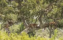 Des lions somnolent en hauteur allongés sur des branches d'arbre abrités du soleil par le feuillage.