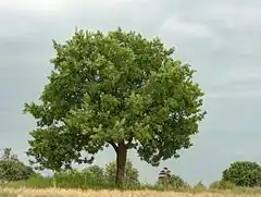 Description de l'image Tree 280820 1 2 HDR Natural Nevit.jpg.