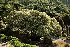 Description de l'image Tree Daisy - Olearia lyalli.jpg.
