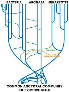 Il s'agit d'une image représentant l'arbre de la vie à 3 domaines. Des croisements entre branches de cet arbre (qui est donc en fait un réseau) indique que la transmission de matériel génétique n'est pas seulement verticale, au long de la descendance, mais que certains évènements horizontaux, entre individus, existent.