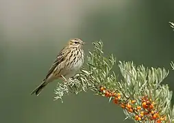 Pipit des arbres.