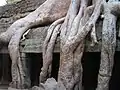 De nombreux arbres tropicaux ont des racines et contreforts solides leur permettant de pousser sur des milieux a priori hostiles, Angkor Vat, Cambodge.