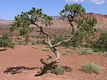 Pin à pignons (Pinus edulis).