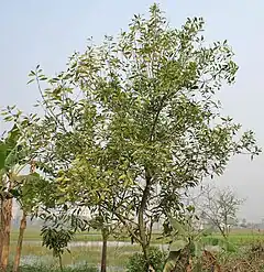Description de l'image Tree in Kolkata W IMG 4582.jpg.