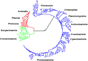Arbre phylogénétique montrant la relation entre les eucaryotes en rouge, les archées en vert et les bactéries en bleu.