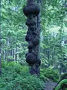 Un arbre avec de multiples broussins. Parc national Olympique, Massachusetts, États-Unis.