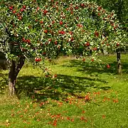 Pommier 'Särsö', à Lysekil (commune), Suède. Le rouge des pommes est dû à la chaleur exceptionnelle de l'été 2018.