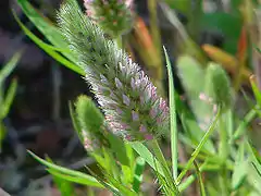 Trèfle à feuilles étroitesTrifolium angustifolium