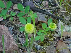 Trèfle jauneTrifolium campestre