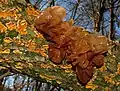 La Trémelle foliacée parasitant le genre Stereum.