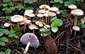 Hypholoma capnoides