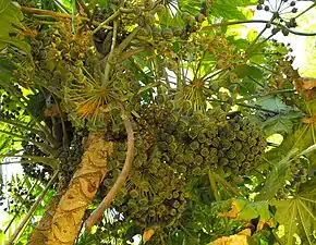 Trevesia palmata, Jardin botanique de San Diego, Californie, USA