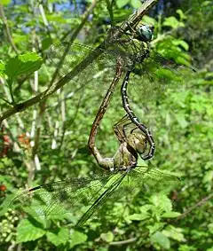 Triacanthagyna trifida Wikimedia