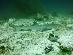 Un requin-corail (Triaenodon obesus)