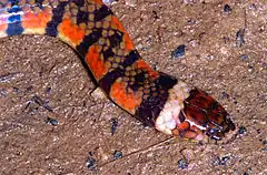 Description de l'image Triangle Water Snake (Hydrops triangularis) (14111942611).jpg.