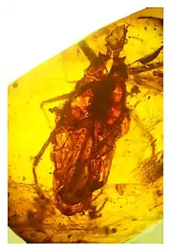 Description de l'image Triatoma dominicana holotype.jpg.