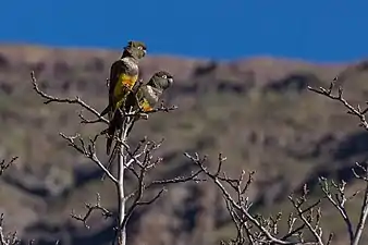 Couple de conures de Patagonie, Rio de los Cipreses, 2014