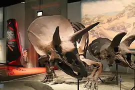 Squelette de Triceratops.