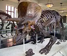 Un squelette de Triceratops exposé en musée, dans une reconstitution de sa position à quatre pattes.