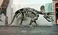 Vue latérale d'un squelette de tricératops. Voir aussi son crâne.
