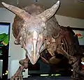 Vue frontale d'un tricératops, Smithsonian museum of Natural History, Washington D.C.