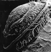Trichodina sp. (micrographie électronique)