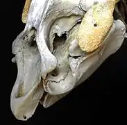 Le crâne a quelques similitudes avec celui des éléphants(ici Trichechus manatus, MHNL)