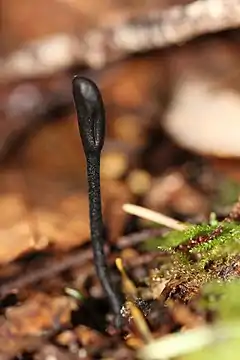 Description de l'image Trichoglossum hirsutum.alan.jpg.