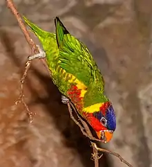 Un oiseau vert jaune bleu rouge et au bec orange se penche vers le bas pour mordre une petite branche.