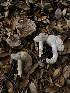 Description de l'image Tricholoma argyraceum 56.jpg.