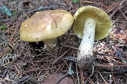 Tricholoma equestre (Ontario, Canada).