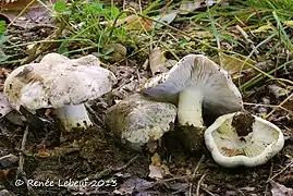 Photographie de quatre champignons massifs blanchâtres dont deux montrent leurs lames également blanchâtres.