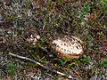 « Mousseron Goliath », récolté dans le Norrland (Suède). Ce nom normalisé est généralement synonyme de Tricholoma caligatum (Viv.) Ricken