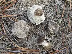 Photographie de quatre petits champignons gris dont un est retourné, poussant dans du sable au milieu des aiguilles de pin.