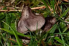 Description de l'image Tricholoma_orirubens.jpg.