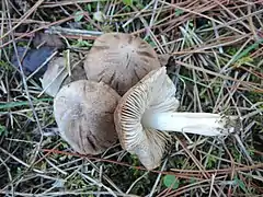  Photographie de deux champignons debout au chapeau gris-brun, feutré et marqué d'épaisses traces sombres et d'un autre posé sur le flanc, dont le pied blanc montre des marques rouges