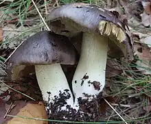  Photographie en vue latérale de deux champignons à chapeau gris-brun, devenant brun clair sur la marge
