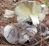 Photographie en couleur de deux champigons gris recouverts d'aiguilles de pin sèches et surmontés par un autre champignon déterré et retourné afin que l'on voie ses lames et son pied jaunissant.