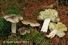 Photographie en couleur de cinq champignons gris au milieu d'aiguilles de pin brunes et sèches, d'aiguilles verte et de mousse. Deux exemplaires sont retournés afin que l'on voit leurs lames et leur pied jaunissants.