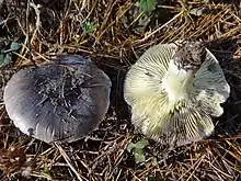  Photographie de deux champignons, l'un vu d'en haut, avec un chapeau gris ardoise s'éclaircissant vers la marge, l'autre vu d'en dessous avec un pied et des lames blanc teinté de jaune