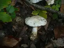 Photographie d'un champignon tricholomatoïde entièrement blanc.