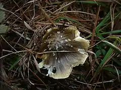 Tricholoma sejunctum var. coniferarum, impropre à la consommation.