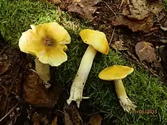 Photographie de trois champignons adossés à un petit tronc couché recouvert de mousse verte. Leur pied est blanc et leur chapeau d'un jaune vif à l'exception du mamelon central qui est noir.