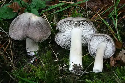 Tricholoma terreum